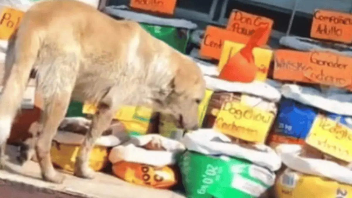 Perrito enternece las redes al ser captado disfrutando gratis de un buffet de croquetas